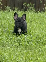 Weller, a male French Bulldog for sale in Robertsdale, AL – 3 of 4