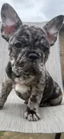 Blanton, a male French Bulldog for sale in Robertsdale, AL – 1 of 6