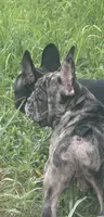 Blanton, a male French Bulldog for sale in Robertsdale, AL – 3 of 8