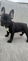 Stagg, a male French Bulldog for sale in Robertsdale, AL – 3 of 5