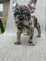 Blanton, a male French Bulldog for sale in Robertsdale, AL – 4 of 6