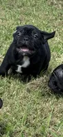 Walker, a male French Bulldog for sale in Robertsdale, AL – 4 of 6