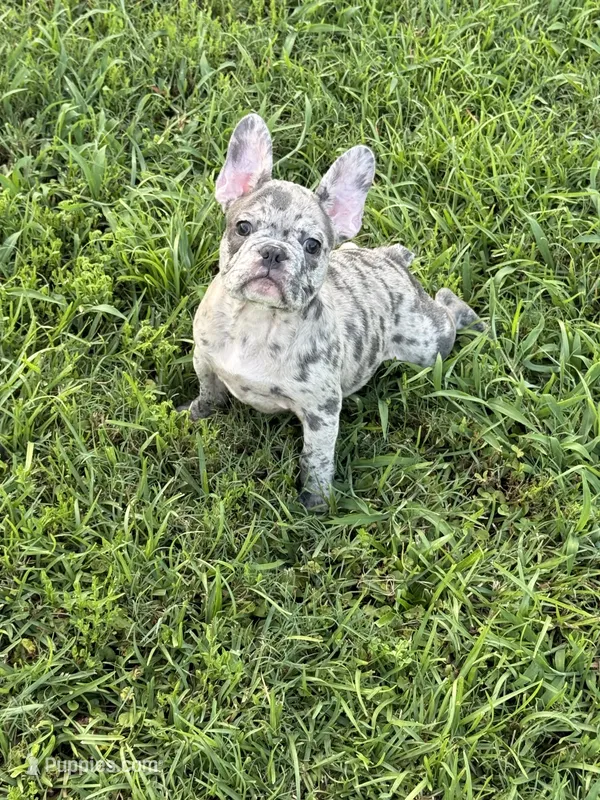 Pappy – French Bulldog puppy for sale in Robertsdale, AL