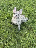 Pappy, a male French Bulldog for sale in Robertsdale, AL – 1 of 3
