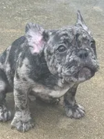 Blanton, a male French Bulldog for sale in Robertsdale, AL – 2 of 8
