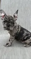 Blanton, a male French Bulldog for sale in Robertsdale, AL – 5 of 6
