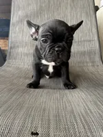 Weller, a male French Bulldog for sale in Robertsdale, AL – 2 of 4