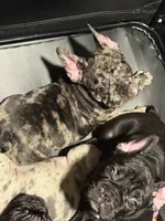Blanton, a male French Bulldog for sale in Robertsdale, AL – 3 of 6