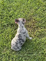 Pappy, a male French Bulldog for sale in Robertsdale, AL – 2 of 3