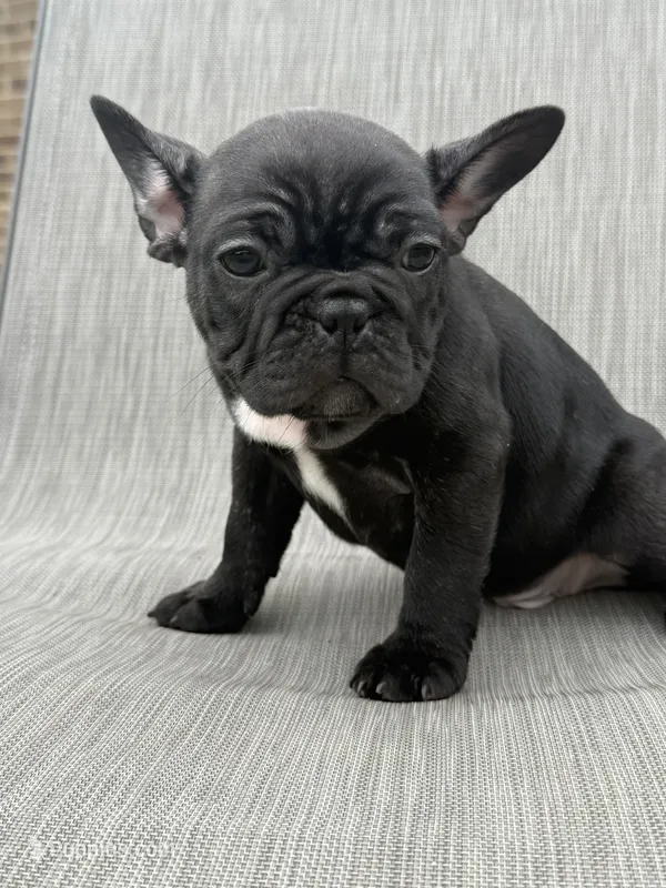 Weller – French Bulldog puppy for sale in Robertsdale, AL