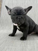 Weller, a male French Bulldog for sale in Robertsdale, AL – 1 of 4