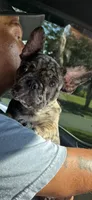 Blanton, a male French Bulldog for sale in Robertsdale, AL – 8 of 8