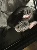 Stagg, a male French Bulldog for sale in Robertsdale, AL – 4 of 5