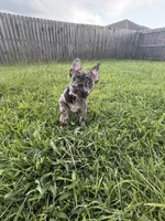 Blanton, a male French Bulldog for sale in Robertsdale, AL – 5 of 8