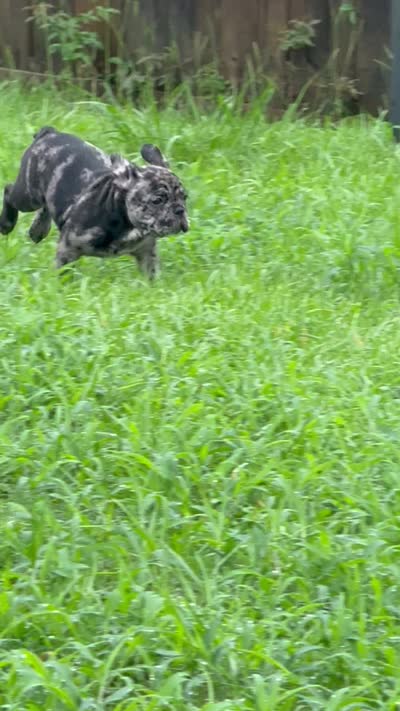 Blanton, a male French Bulldog for sale in Robertsdale, AL – 6 of 6