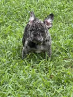 Blanton, a male French Bulldog for sale in Robertsdale, AL – 2 of 6