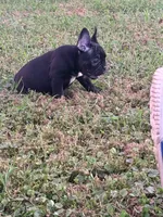 Stagg, a male French Bulldog for sale in Robertsdale, AL – 5 of 5