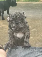 Blanton, a male French Bulldog for sale in Robertsdale, AL – 4 of 8