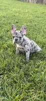 Pappy, a male French Bulldog for sale in Robertsdale, AL – 3 of 3