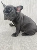 Walker, a male French Bulldog for sale in Robertsdale, AL – 3 of 6