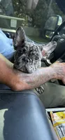 Blanton, a male French Bulldog for sale in Robertsdale, AL – 7 of 8