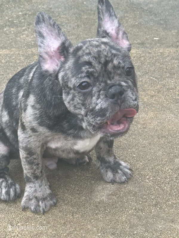 Blanton – French Bulldog puppy for sale in Robertsdale, AL