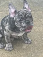 Blanton, a male French Bulldog for sale in Robertsdale, AL – 1 of 8