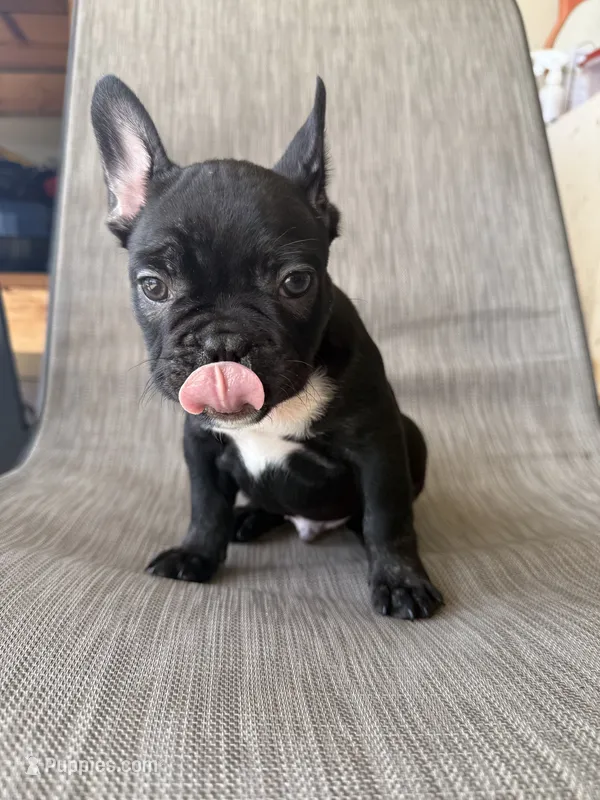 Stagg – French Bulldog puppy for sale in Robertsdale, AL