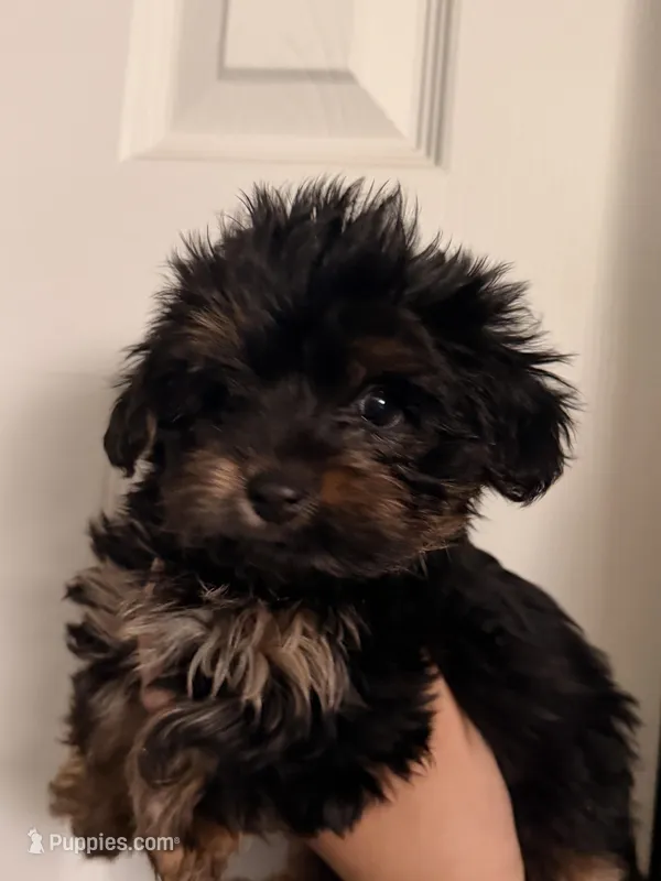 Cronus – Yorkshire Terrier puppy for sale in Denver, CO