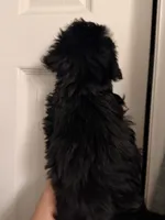 Cronus, a male Yorkshire Terrier for sale in Denver, CO – Photo 2 of 3