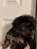 Cronus, a male Yorkshire Terrier for sale in Denver, CO – Photo 3 of 3