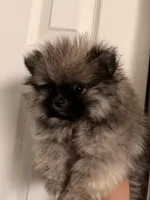 Hermes, a male Pomeranian for sale in Denver, CO – Photo 4 of 7