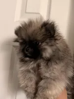 Hermes, a male Pomeranian for sale in Denver, CO – Photo 3 of 7