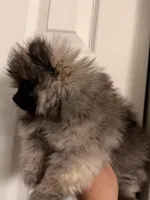 Hermes, a male Pomeranian for sale in Denver, CO – Photo 5 of 7