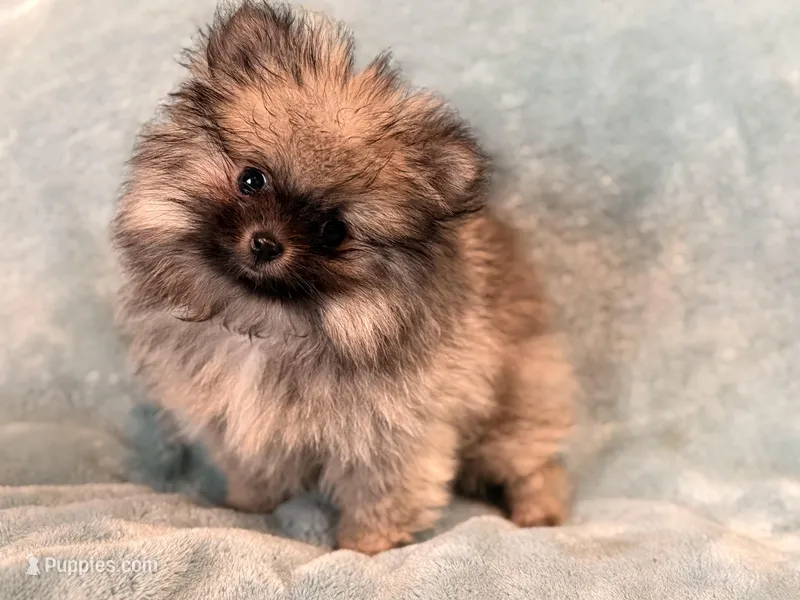 Hermes – Pomeranian puppy for sale in Denver, CO