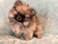 Hermes, a male Pomeranian for sale in Denver, CO – 1 of 7