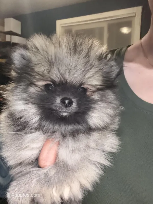 Hermes – Pomeranian puppy for sale in Denver, CO