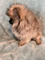 Hermes, a male Pomeranian for sale in Denver, CO – 2 of 7