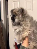 Hermes, a male Pomeranian for sale in Denver, CO – Photo 7 of 7