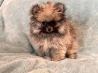 Hermes, a male Pomeranian for sale in Denver, CO – 3 of 7