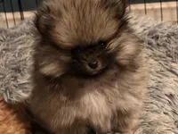 Hermes, a male Pomeranian for sale in Denver, CO – Photo 2 of 7