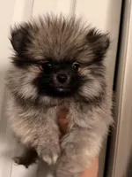 Hermes, a male Pomeranian for sale in Denver, CO – Photo 6 of 7