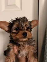 Athon, a male Yorkshire Terrier for sale in Denver, CO – Photo 5 of 7