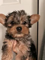 Athon, a male Yorkshire Terrier for sale in Denver, CO – Photo 3 of 7
