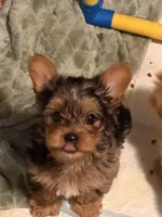 Athon, a male Yorkshire Terrier for sale in Denver, CO – Photo 7 of 7