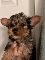 Athon, a male Yorkshire Terrier for sale in Denver, CO – Photo 6 of 7