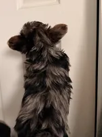 Athon, a male Yorkshire Terrier for sale in Denver, CO – Photo 4 of 7