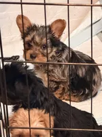 Athon, a male Yorkshire Terrier for sale in Denver, CO – Photo 2 of 7