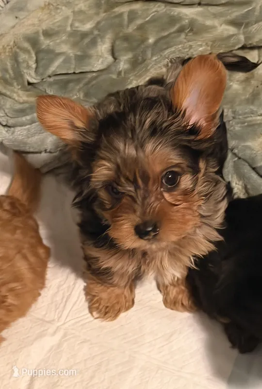 Athon – Yorkshire Terrier puppy for sale in Denver, CO