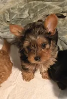 Athon, a male Yorkshire Terrier for sale in Denver, CO – Photo 1 of 7